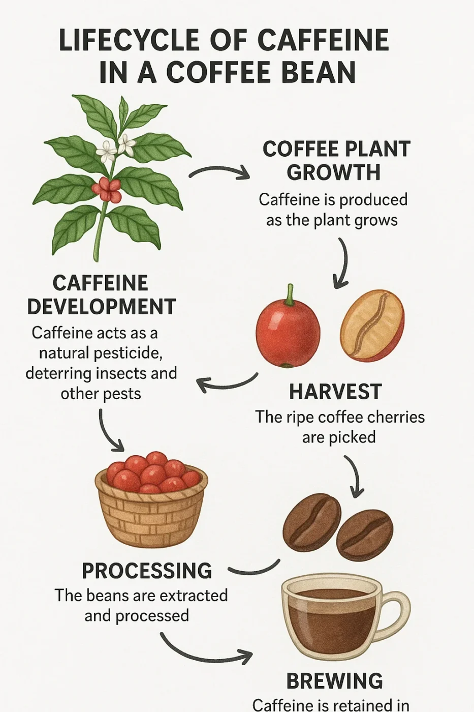 Infographic showing the lifecycle of caffeine in a coffee bean, from plant growth to brewing, including caffeine’s role as a pesticide.