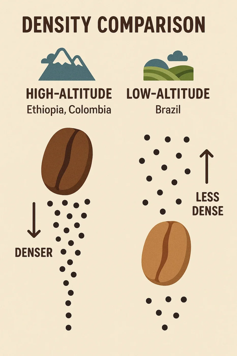 Density comparison diagram of high-altitude vs low-altitude coffee beans, highlighting higher caffeine content in denser high-altitude beans.