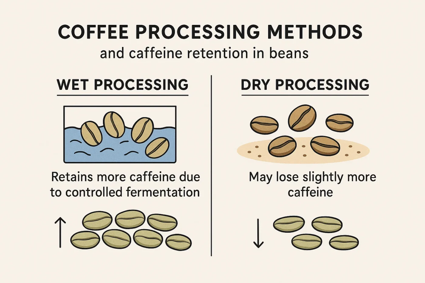 Infographic comparing wet and dry coffee processing methods and their effect on caffeine retention in beans.